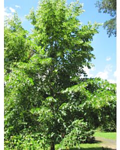 Lipa (Tilia begonifolia)
