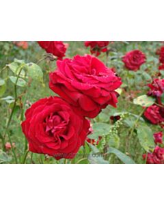 Róża wielkokwiatowa czerwona 