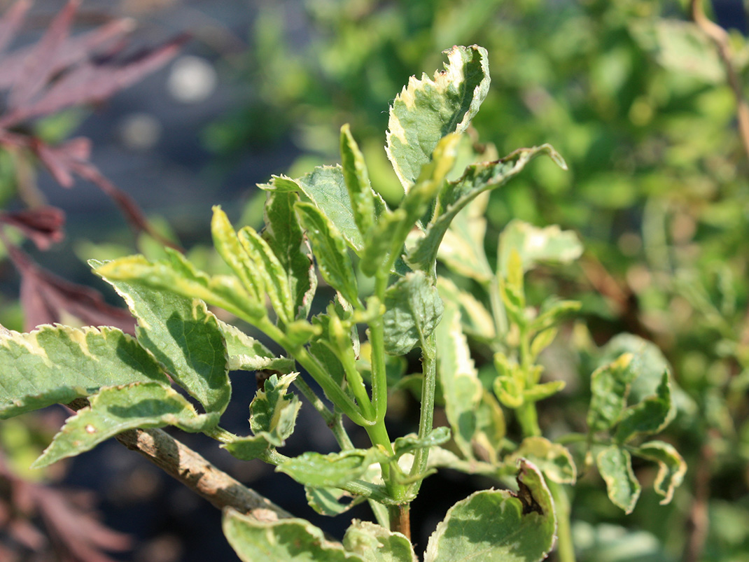 bez czarny variegata tenuifolia liście