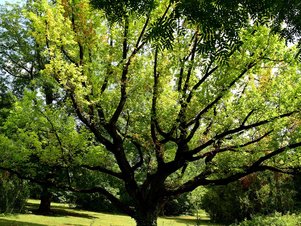 Najpopularniejsze drzewa liściaste rosnące w Polsce | Szkółki Konieczko